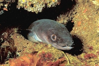  Murène dans la mer 